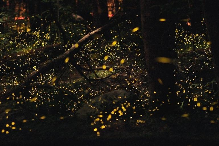 purushwadi fireflies festival 2025