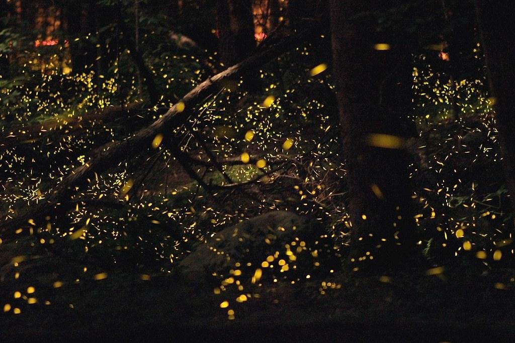 purushwadi fireflies festival 2025