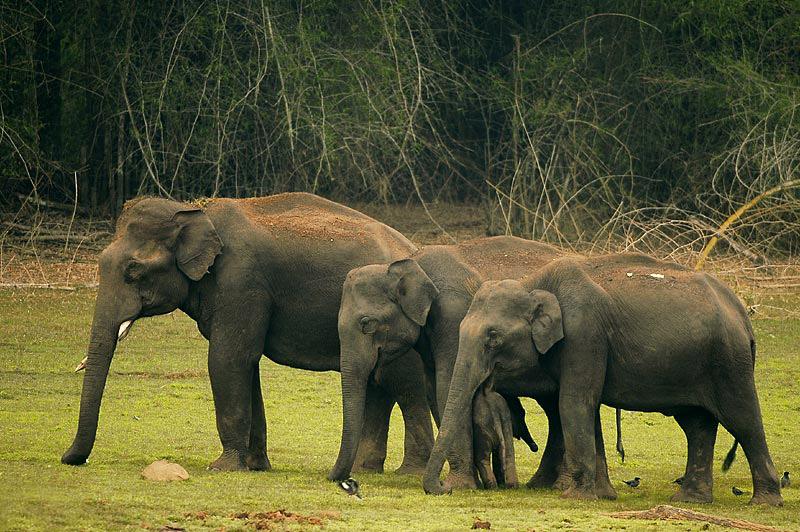 Exploring the beauty of hills and forests on a weekend getaway near Bangalore