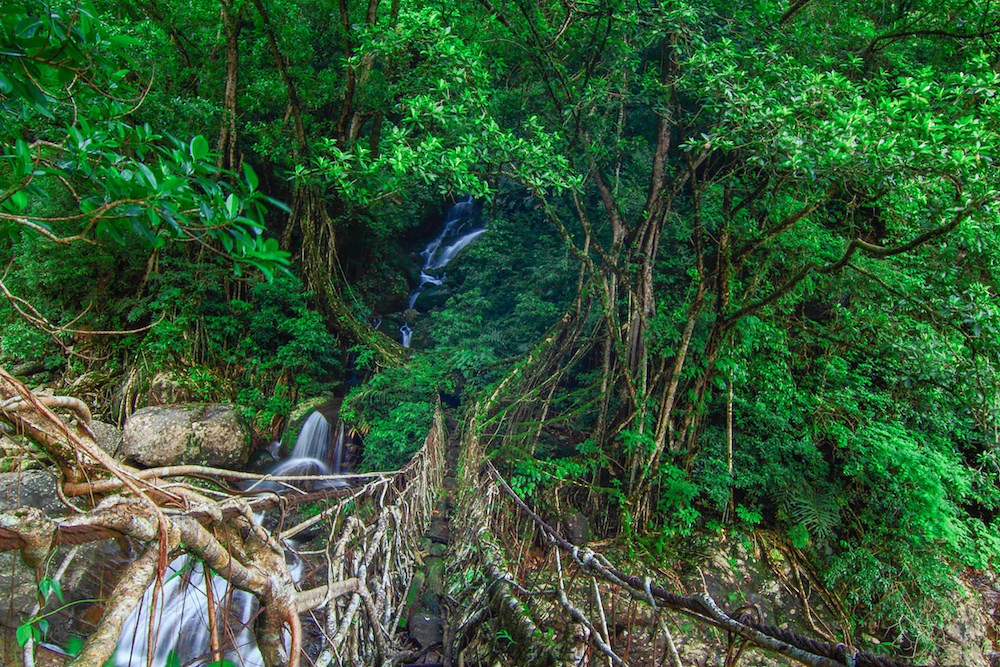 Living root bridge in Nongriat, Coolest Places to Visit in India This Summer
