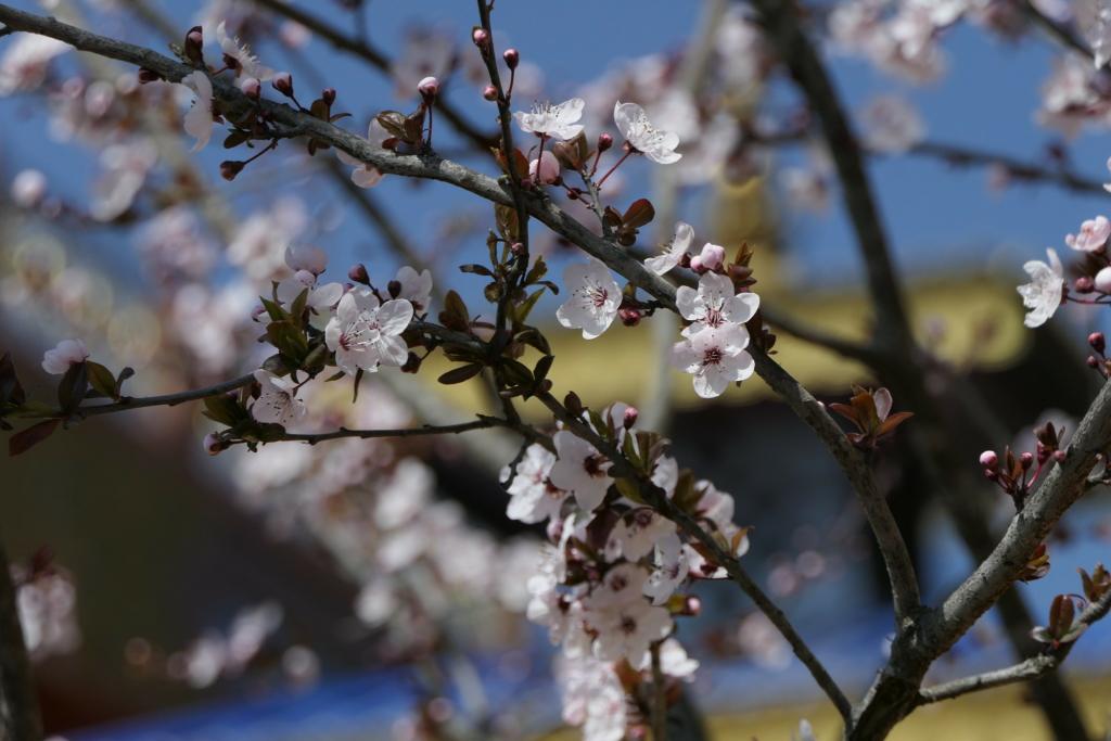Image Credit: Dinesh Valke via Flickr