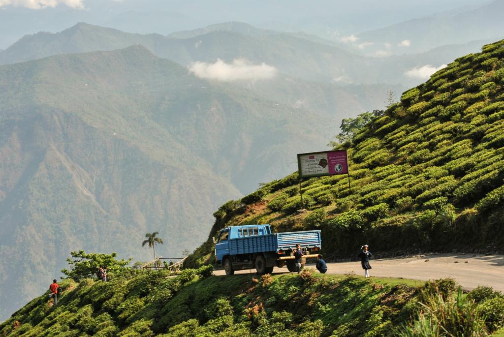 Happy Valley Tea Estate in Darjeeling, summer season and coolest places to visit in Summer