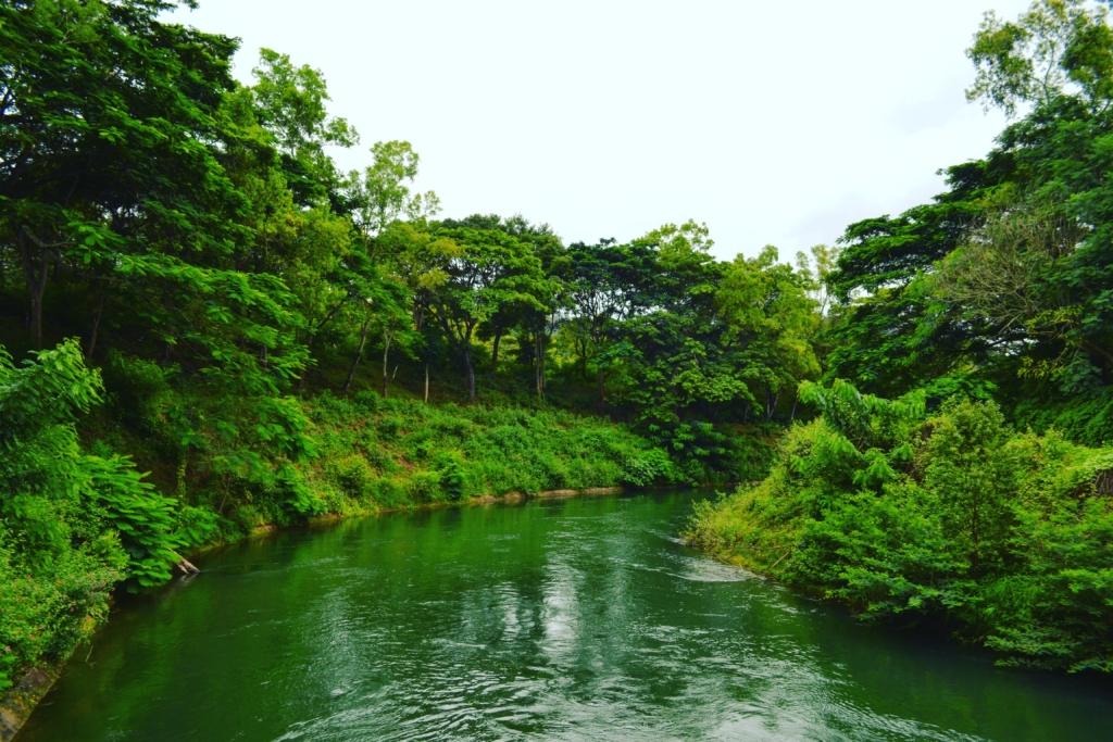 Lush green coffee plantations and thundering Abbey Falls in Coorg, Karnataka, during the monsoon season.