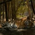 wildlife safaris in monsoon season
