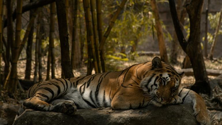 wildlife safaris in monsoon season