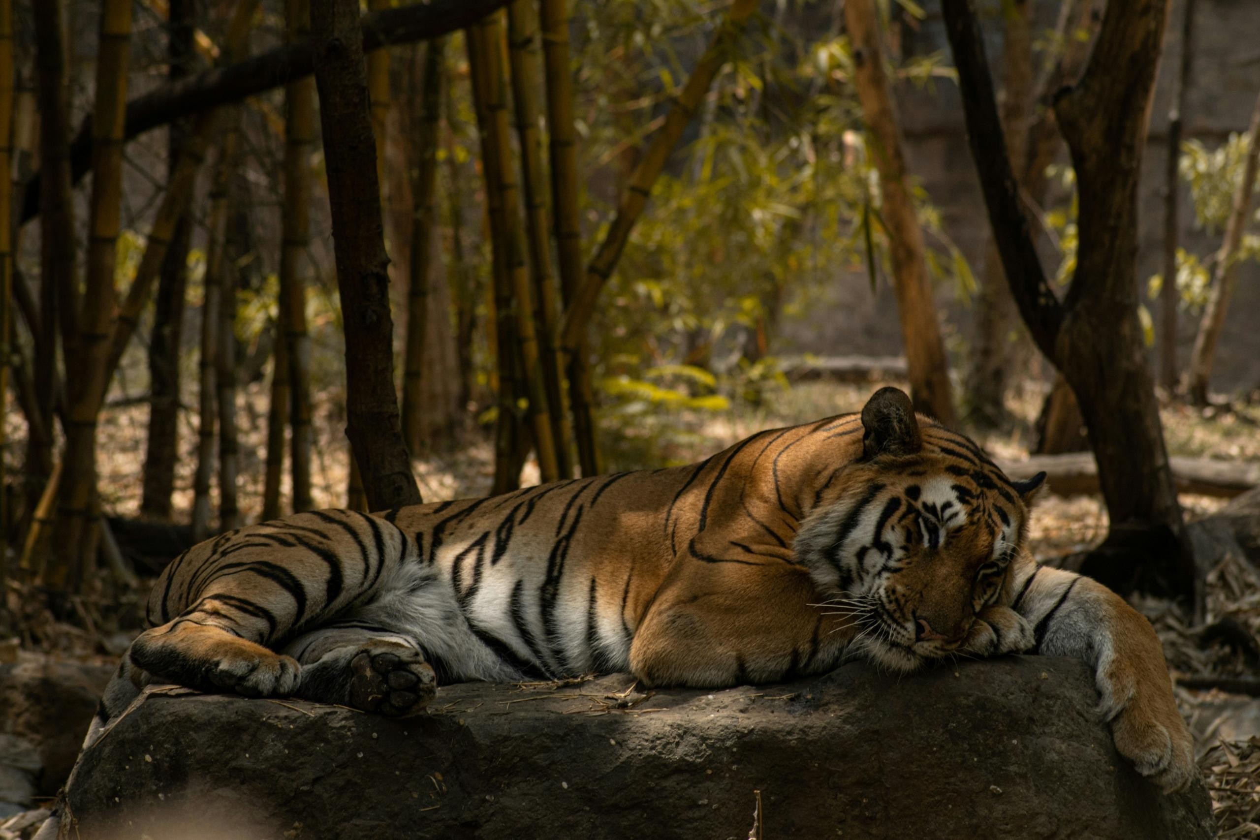 wildlife safaris in monsoon season