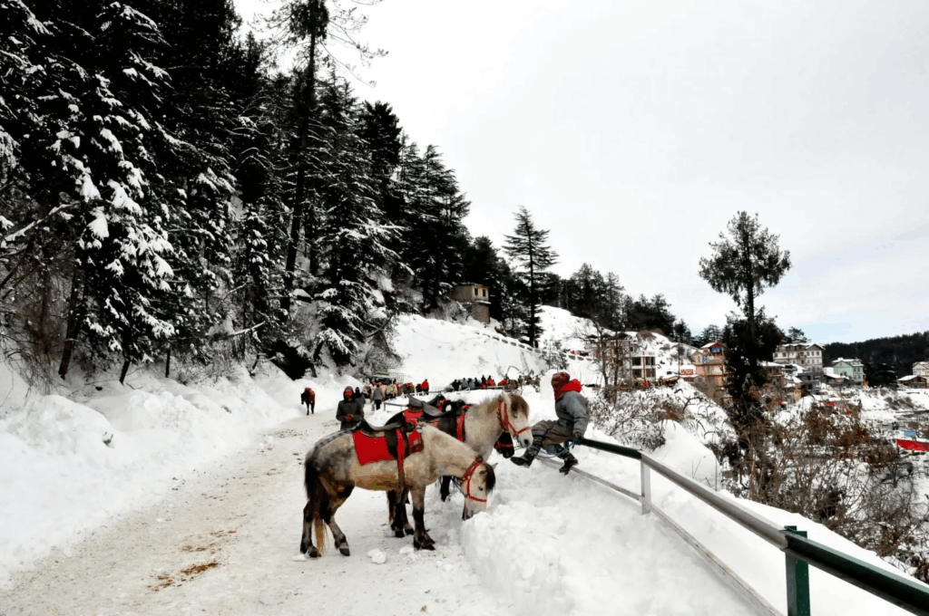 horse riding in kufri