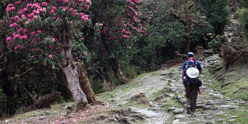 cherry blossom in shillong for places to visit in may