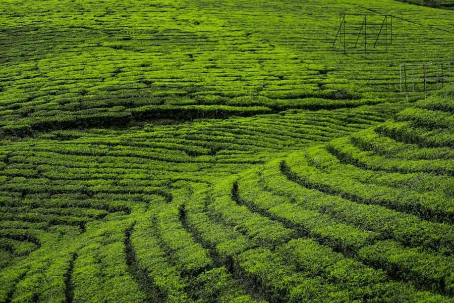 Coolest Hill Stations in Kerala in Summer