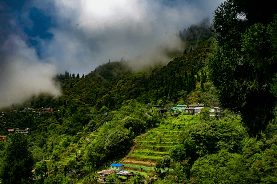 tea estates in darjeeling