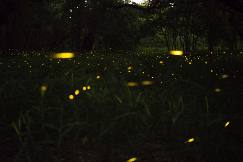 fireflies festival in maharashtra