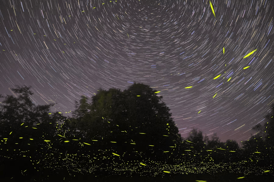 fireflies festival in bhandardara