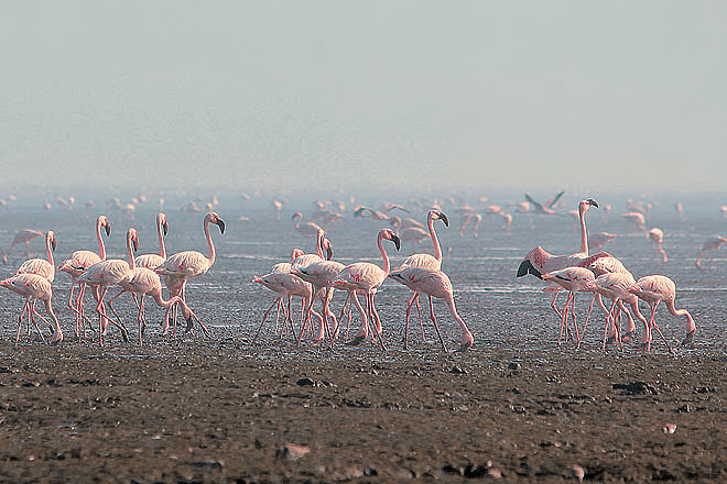 flamingos at malshej ghat in monsoon
