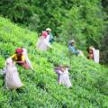 Best time to visit Wayanad