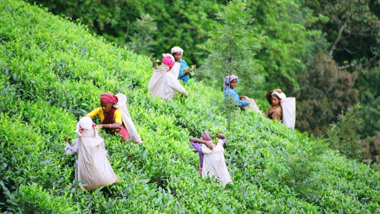 Best time to visit Wayanad