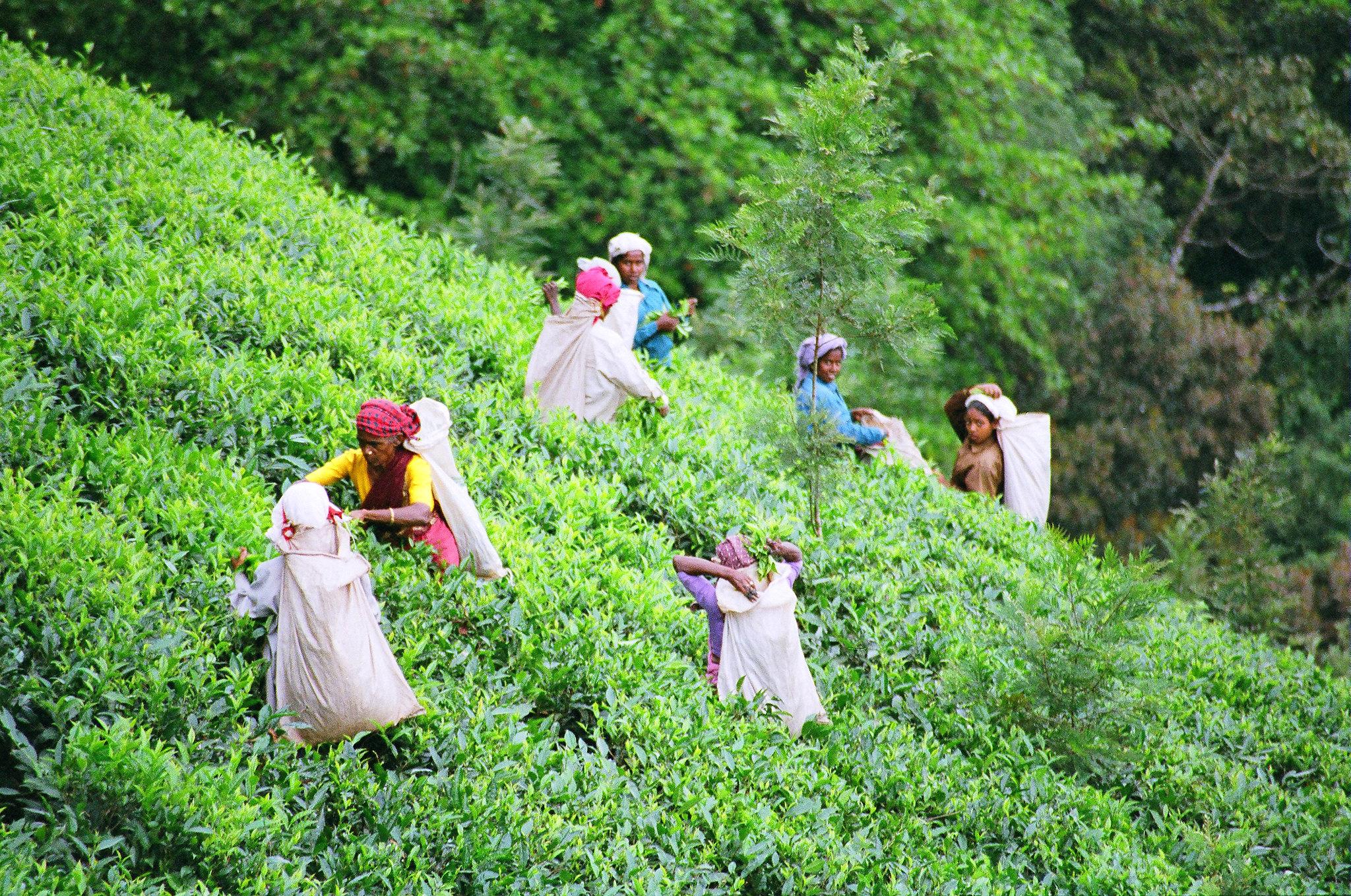 Best time to visit Wayanad