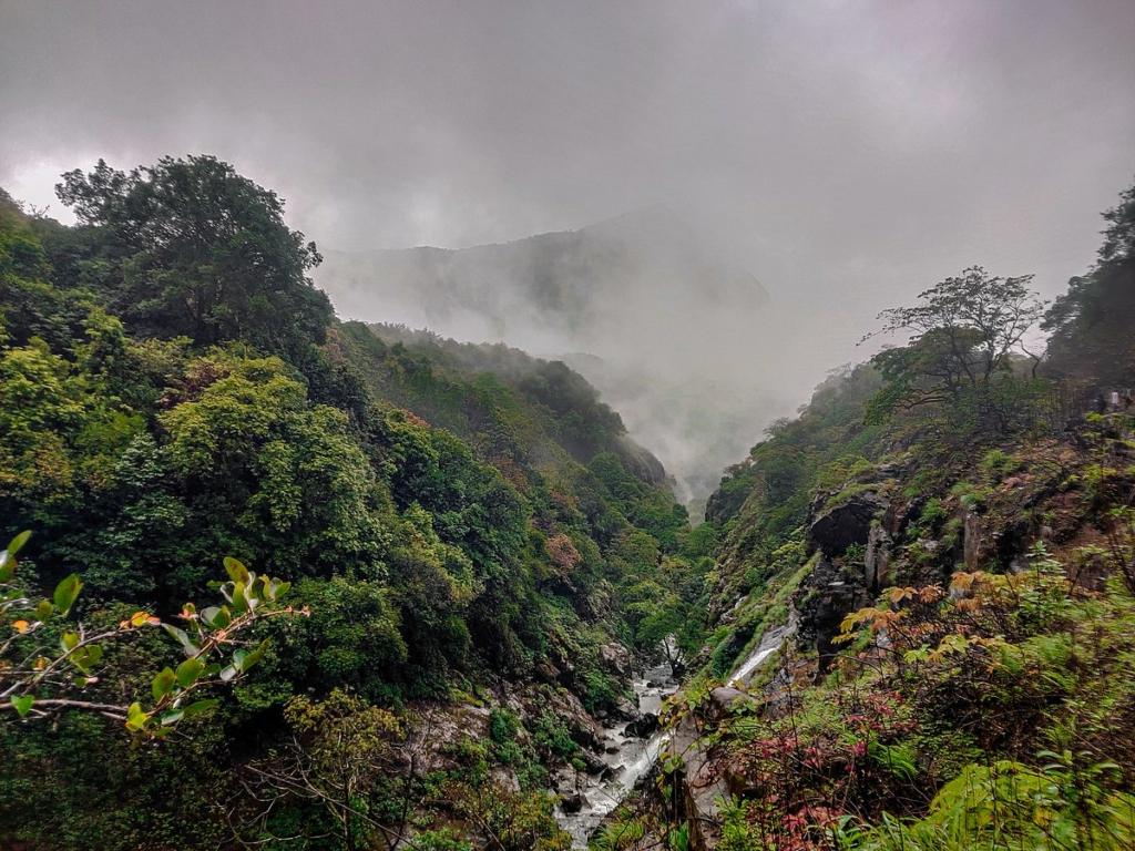 A rocky path winding through moss-covered trees on a monsoon trek in Maharashtra.