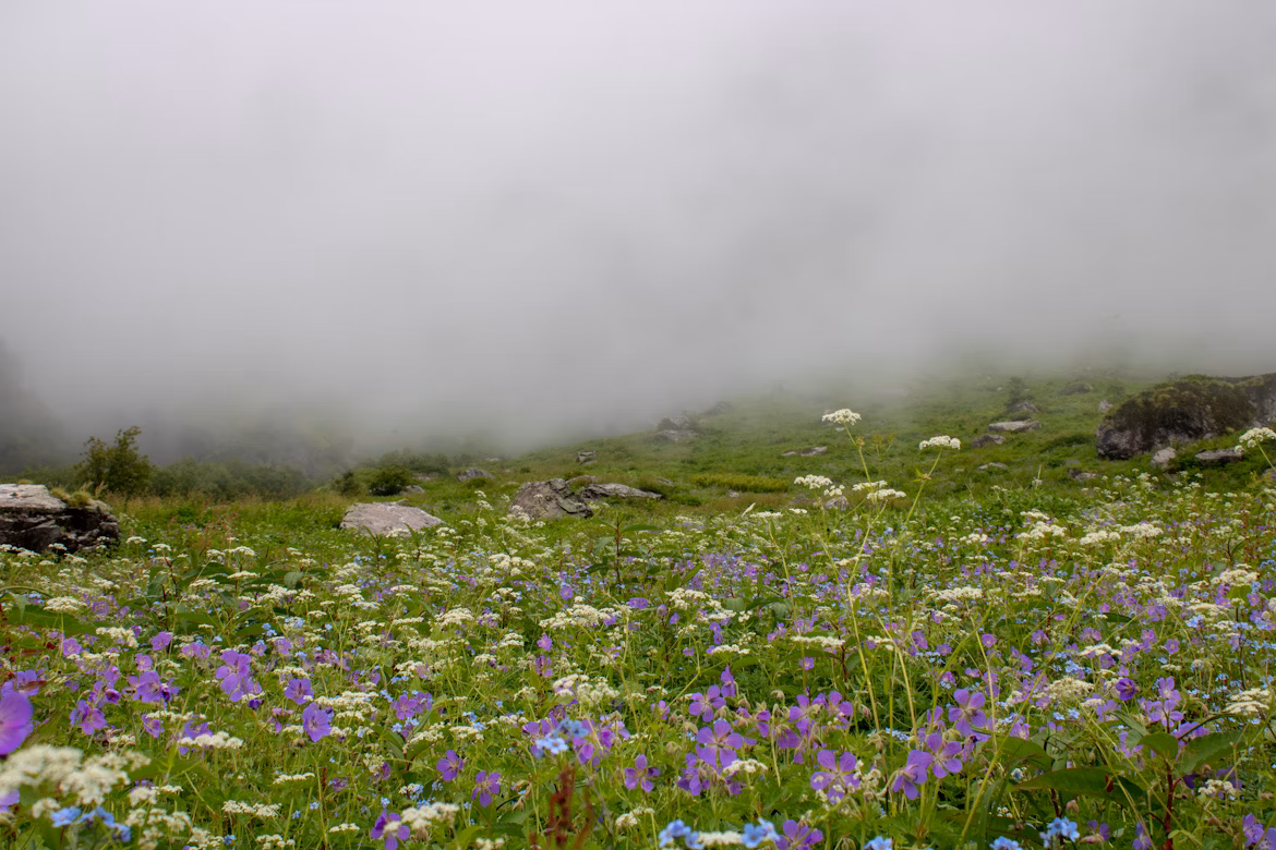 Image Credit: Lay Naik via Unsplash, valley of flowers