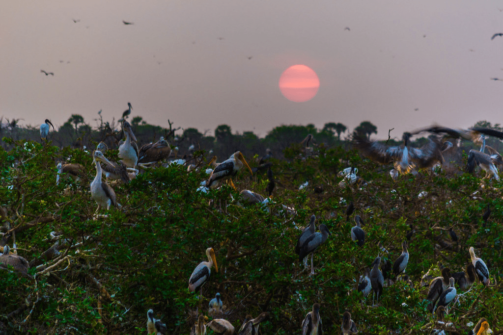 one day trips from chennai to bird sanctuary
