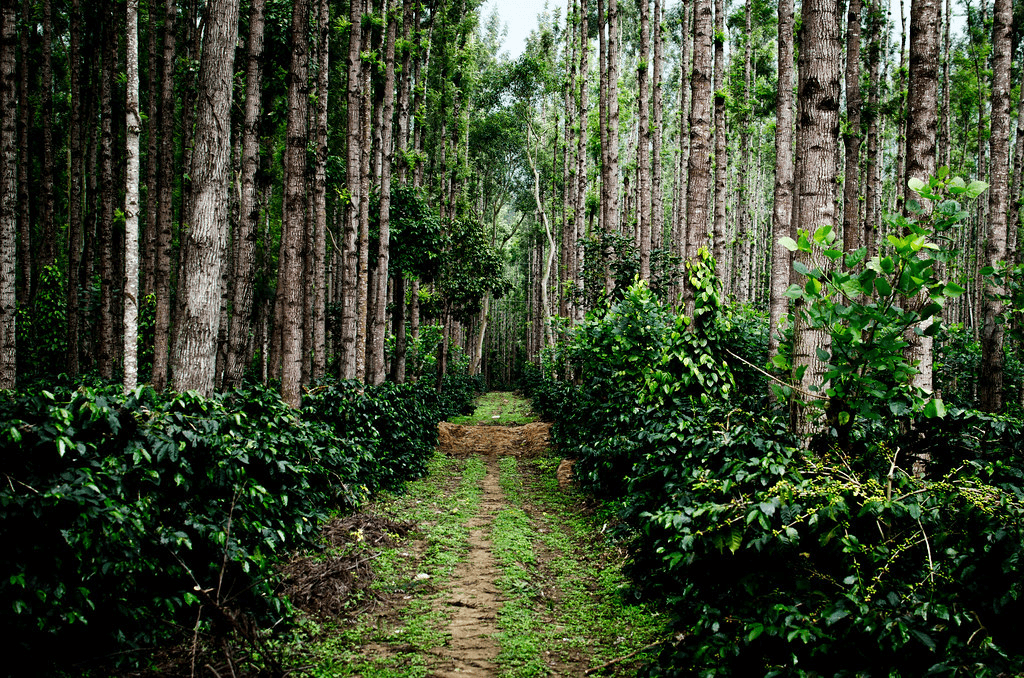 coffee estates in chikmagalur