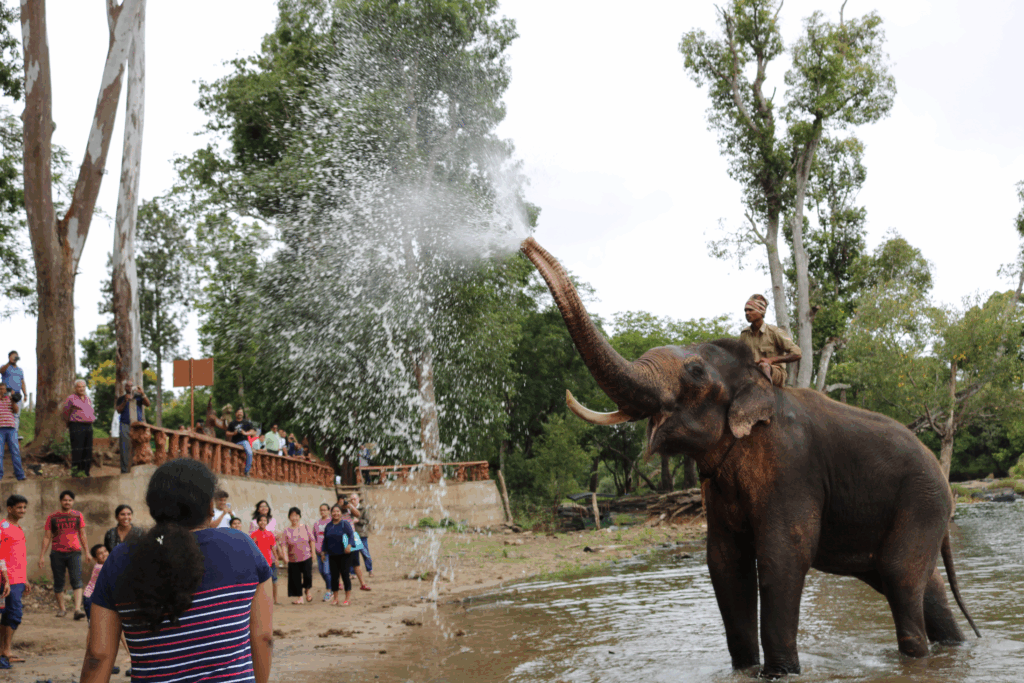 dubbare elephant camp in coorg