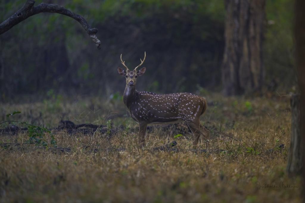 Image Credit: Siddhartha Mukherjee, Kabini