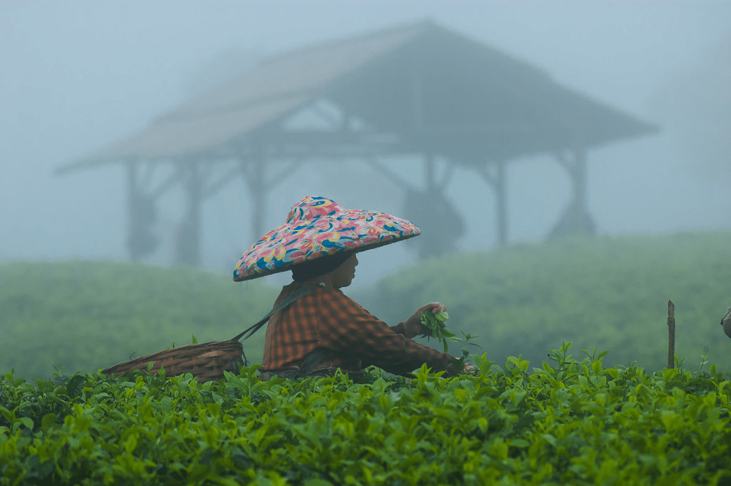 darjeeling weather this monsoon in india