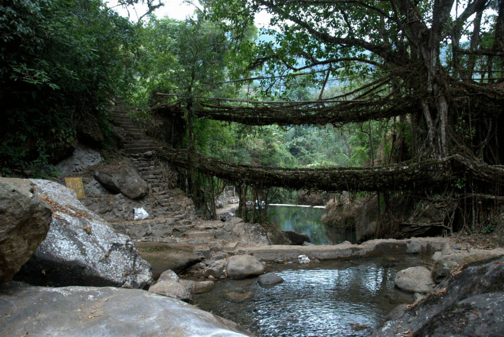 living roots bridge in meghalya