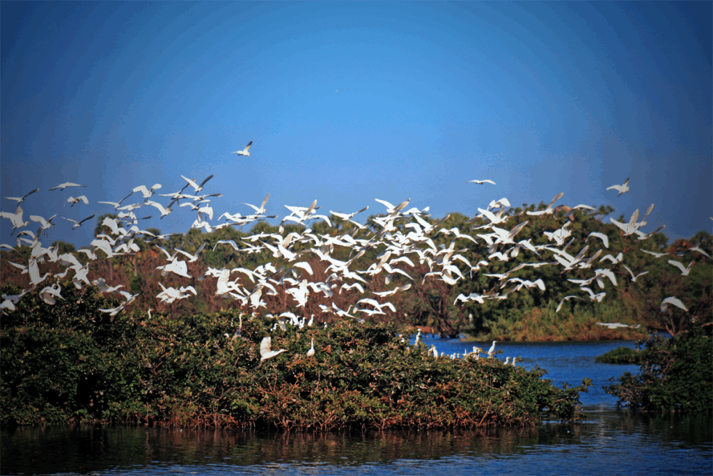 bird sanctuary in chennai