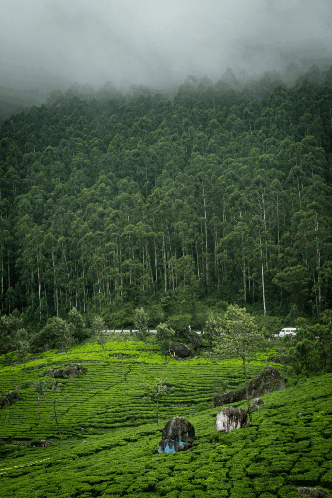 kerala weather this monsoon