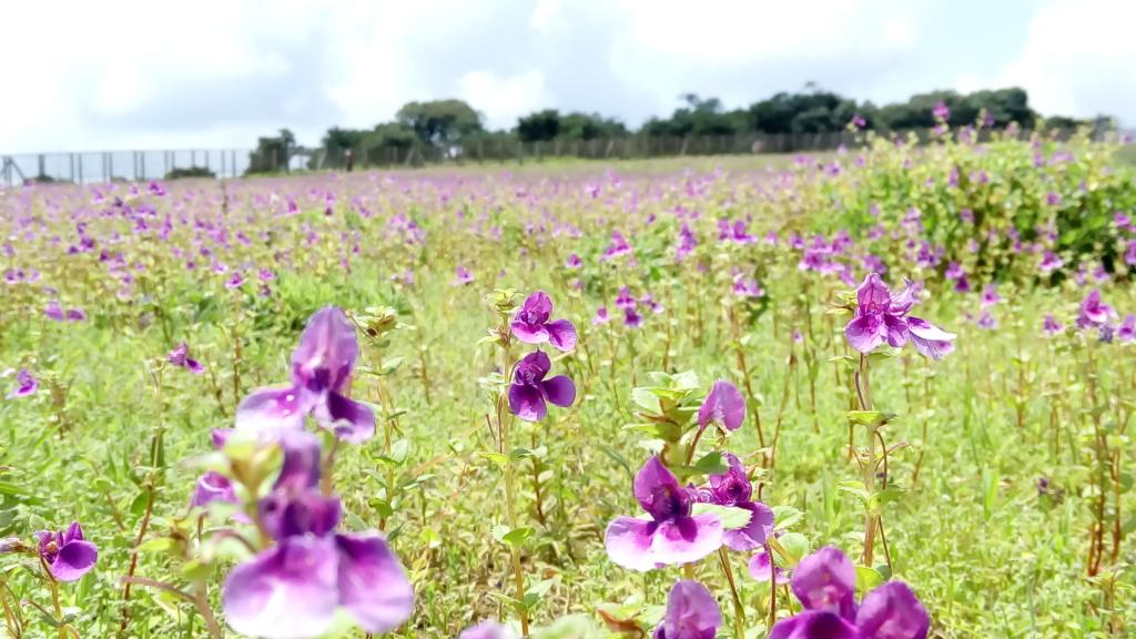 Kaas Plateau, a beautiful place to visit after Aug