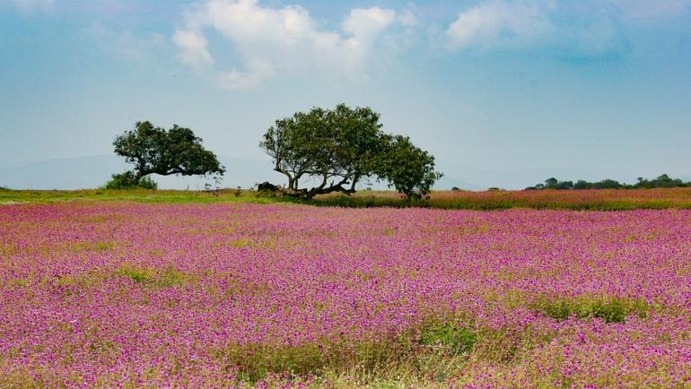 kaas plateau satara in 2025