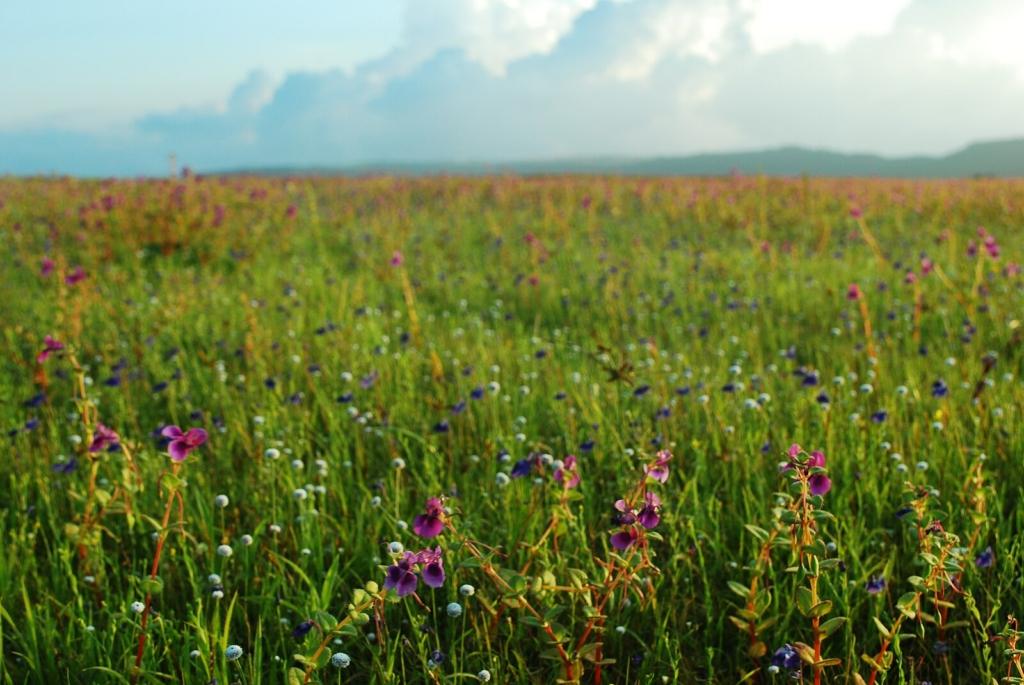 maharashtra valley of flowers in kaas 2025