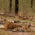 Panna National Park