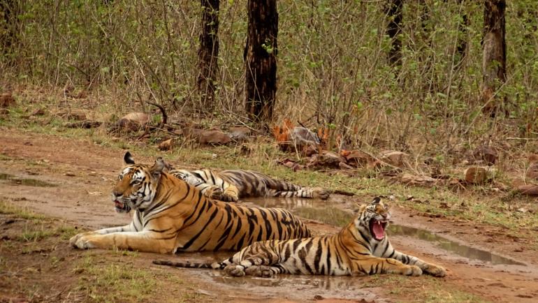 Panna National Park