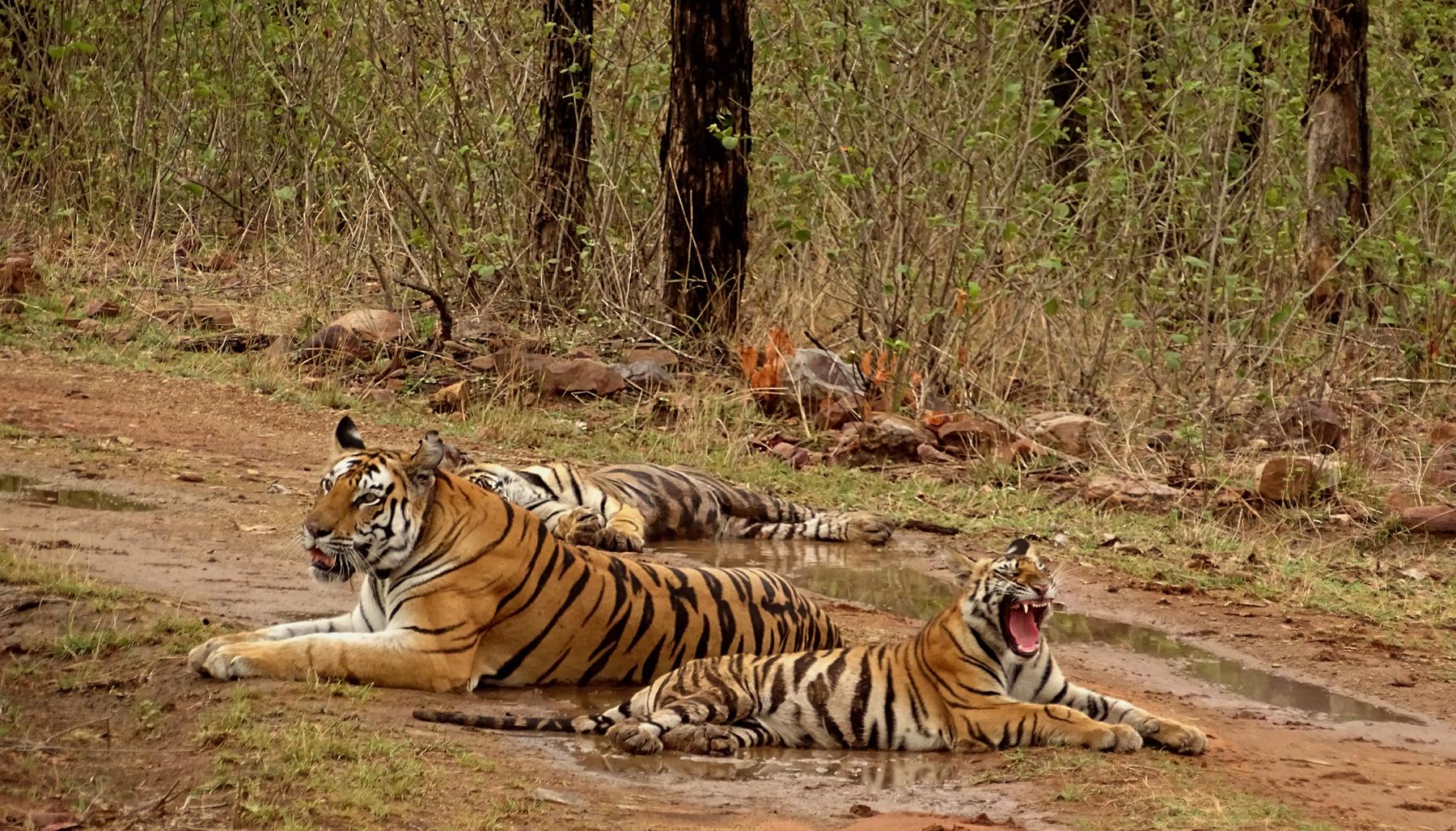 Panna National Park