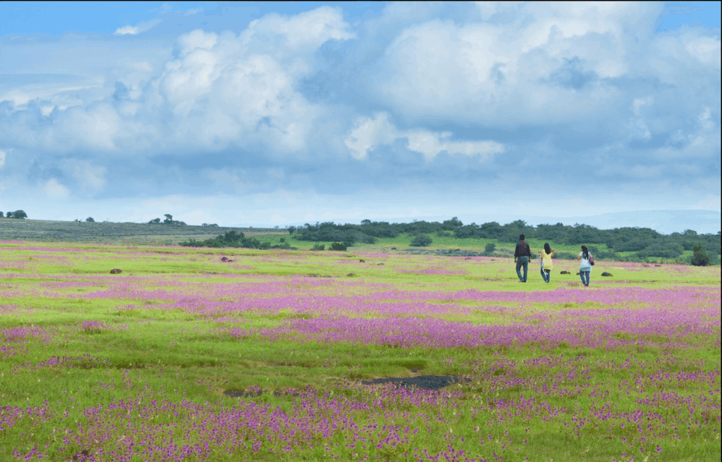 Kaas Plateau, a beautiful place to visit after Aug