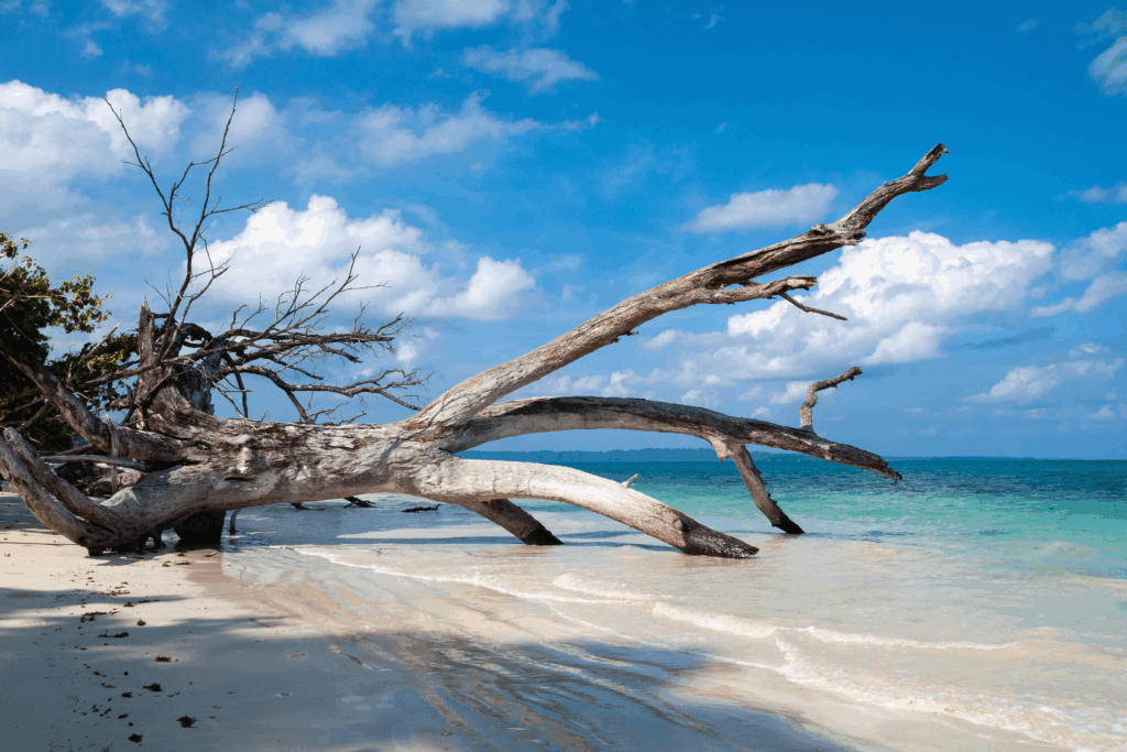 places to visit in andaman - havelock island
