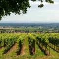 vineyards in nashik to visit this september