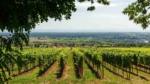 vineyards in nashik to visit this september