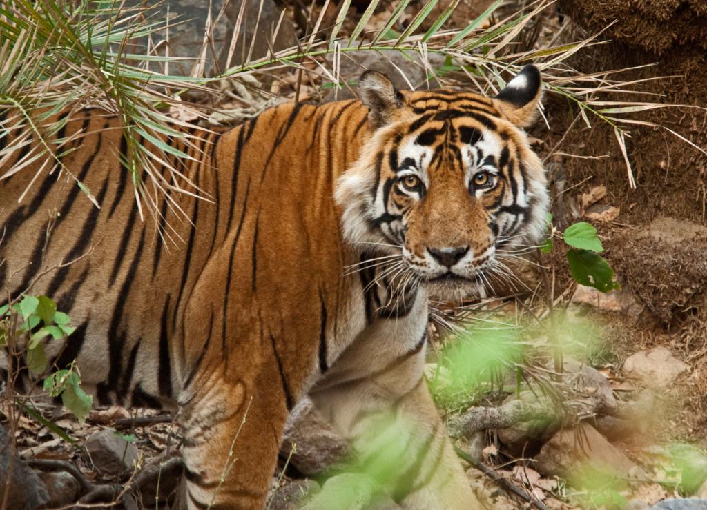 national parks in india