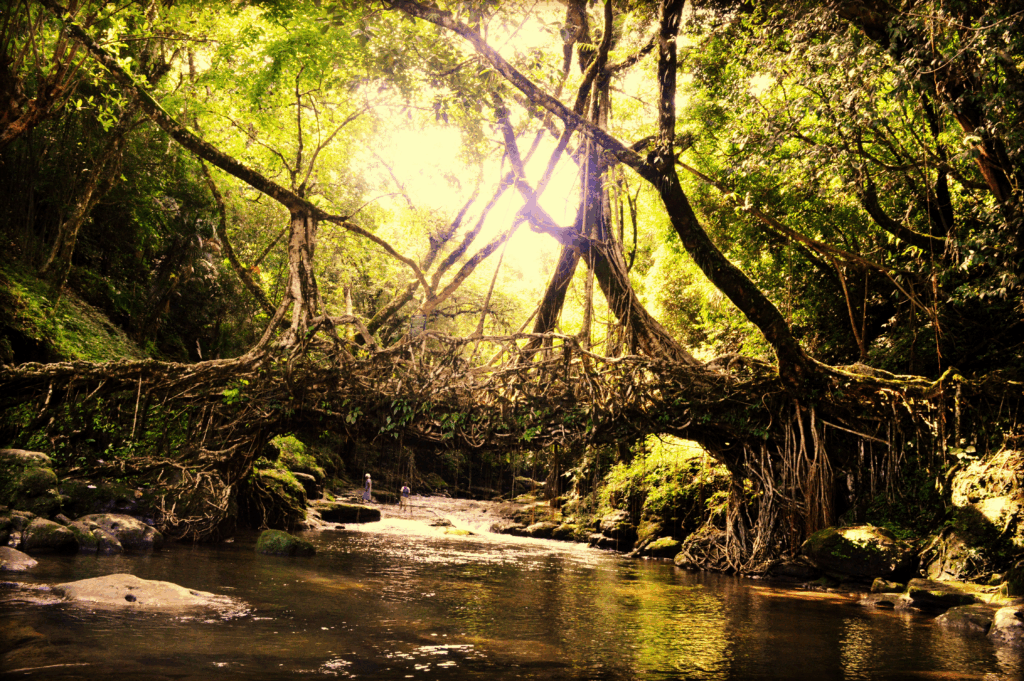 living roots bridge in meghalaya
