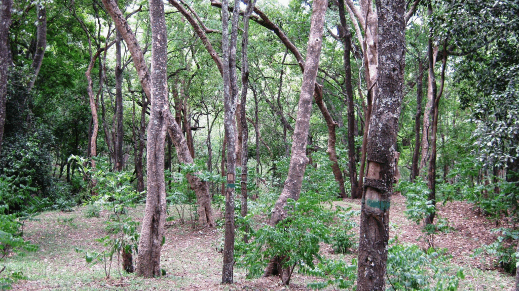 sandalwood forests in munnar