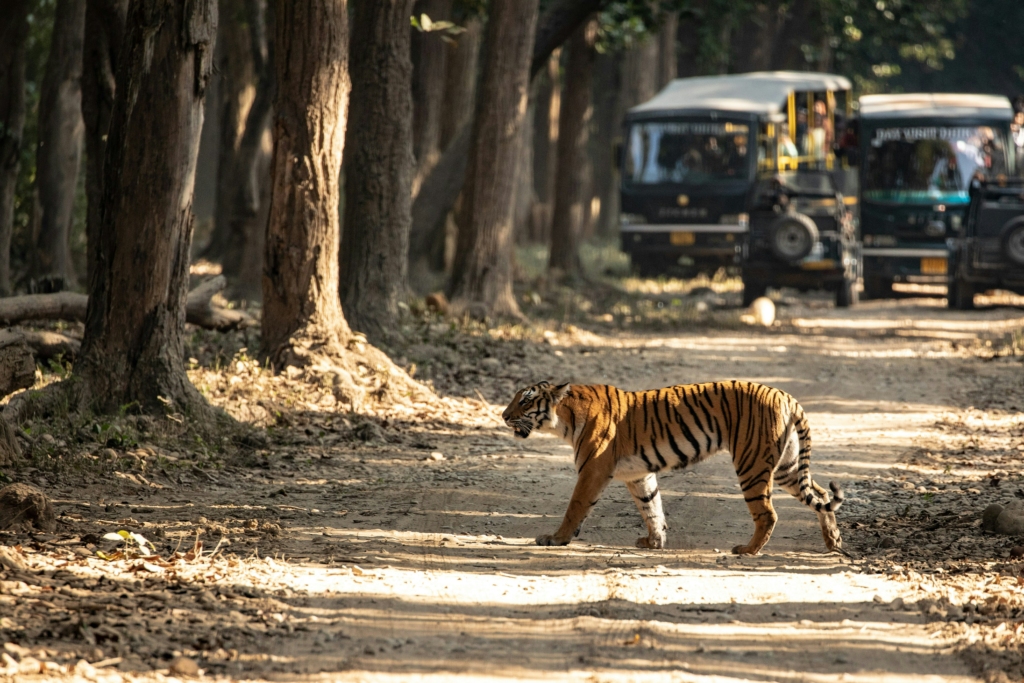 Image credit: upasana-saigal via unsplash
Image of Jim Corbett National Park in Uttarakhand
