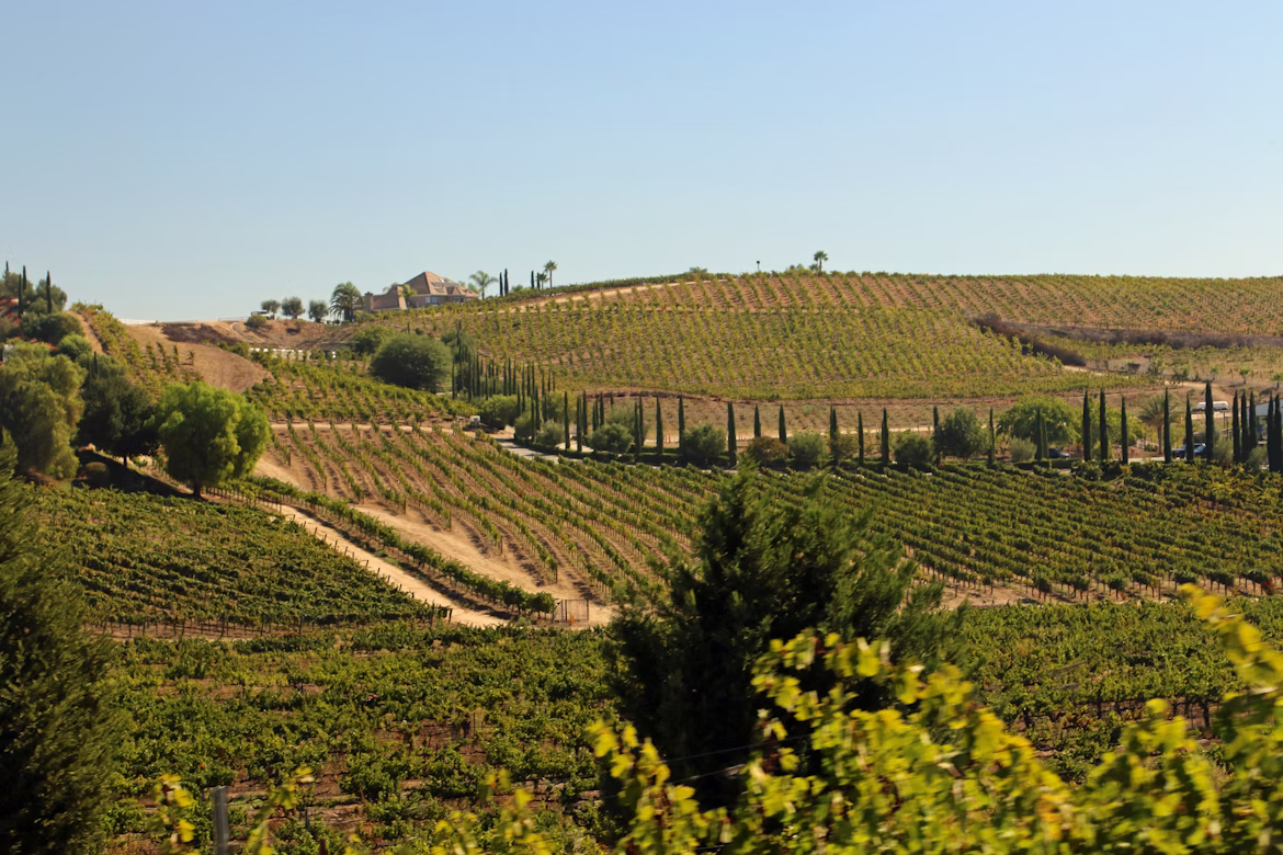 Sula Vineyards in Winter: January-February 2026 