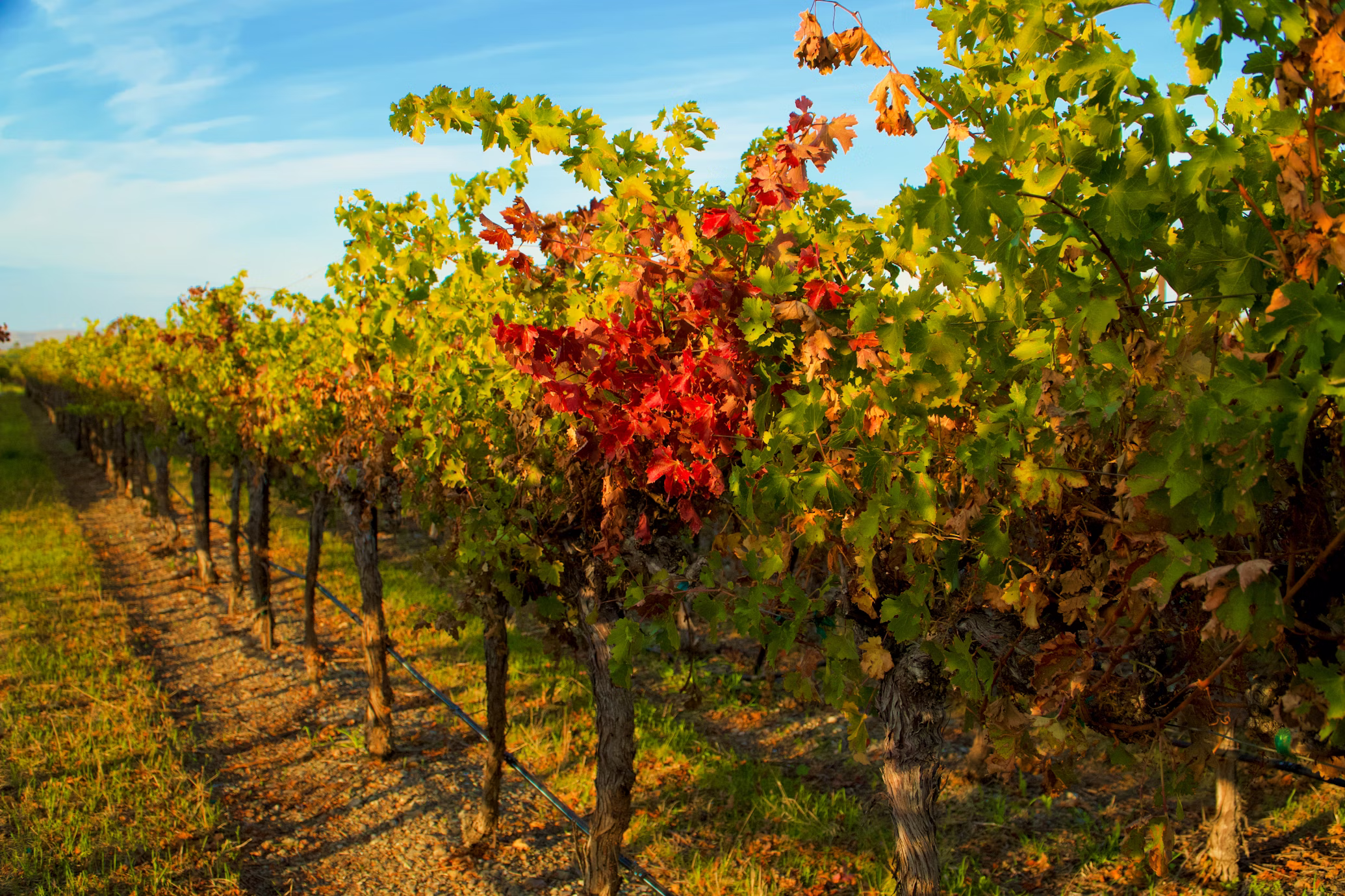 Weather in Nashik in January - February for Vineyard Visits