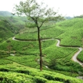 Munnar to Vagamon road trip