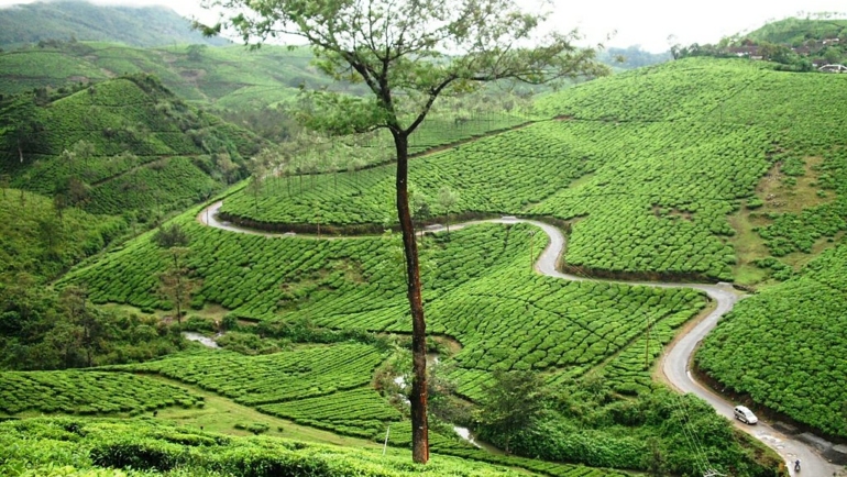 Munnar to Vagamon road trip