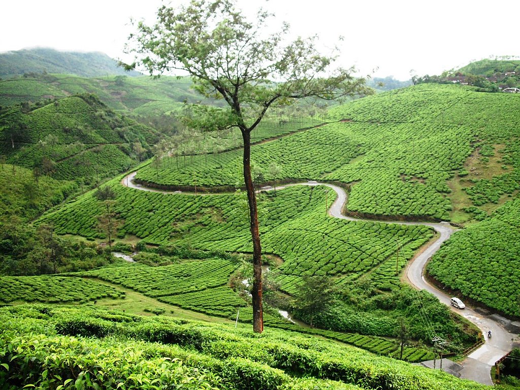 Munnar to Vagamon road trip