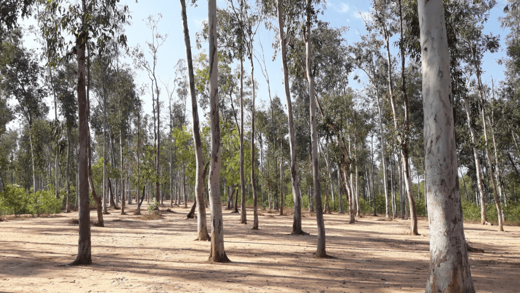 Shantiniketan for foreigners